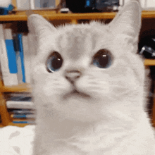 a close up of a cat 's face with big blue eyes .