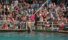 a crowd of people watching a dolphin show with one wearing a pink shirt that says ' i love you ' on it