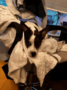 a brown and white dog is wrapped in a towel on a chair