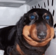 a dachshund with blue eyes is sitting in a cage