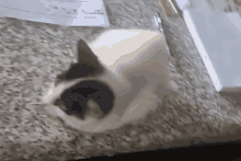 a black and white cat is laying on a counter