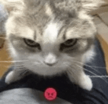 a close up of a cat sitting on a person 's lap .