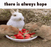 a group of rabbits are eating strawberries from a bowl