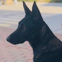 a close up of a black dog 's face looking to the side