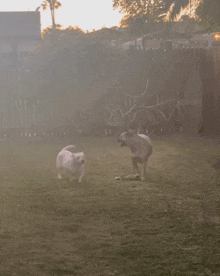 two dogs are playing in a grassy yard with a fence in the background