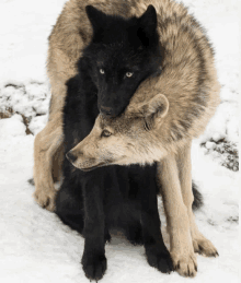 two wolves are hugging each other in the snow and one of them is black