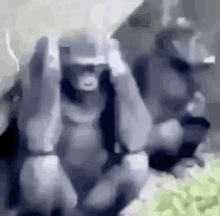 a couple of gorillas are standing next to each other and looking at something .