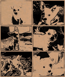 a black and white drawing of a chihuahua laying down