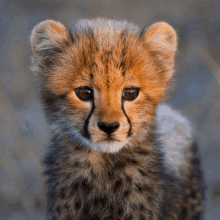 a close up of a cheetah cub 's face