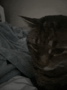 a close up of a cat laying on a bed with its eyes closed