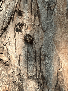 a close up of a bee on a tree trunk with the letter g on it