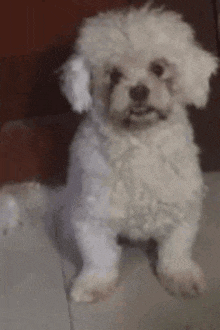 a small white dog is sitting on the floor with a bandage on its leg .