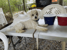 a small white dog is laying on a table next to a red and blue bucket