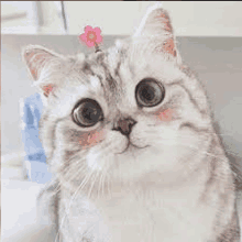 a close up of a cat with a pink flower on its head .