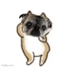 a drawing of a pug dog standing on its hind legs with its head on its paws .