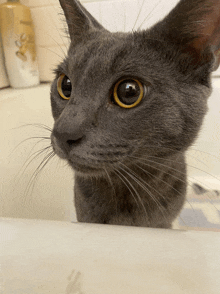 a close up of a cat 's face in a bathtub with a dove bottle in the background