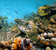 a turtle sits on a coral reef surrounded by fish and sponges