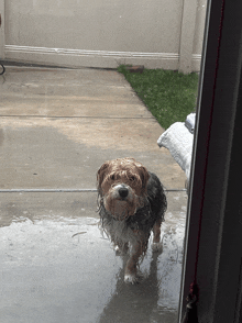 a dog standing in a puddle of water looking out a window