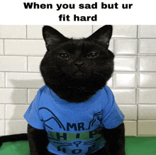 a black cat wearing a blue shirt that says " mr. hip hop "