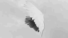 it is a black and white photo of a bird 's wing flying in the sky .