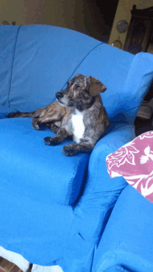 a dog laying on a blue couch with a blue cover