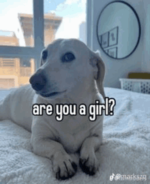 a white dog is laying on a bed and looking at the camera .