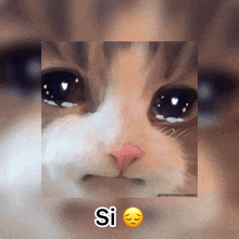 a close up of a cat 's face with the word si written below it