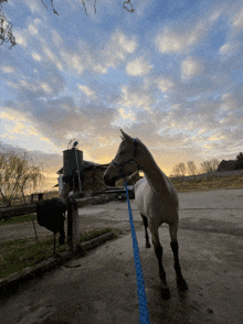 a horse on a leash stands in front of a building