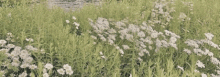 a field of grass and daisies with a stream in the background .