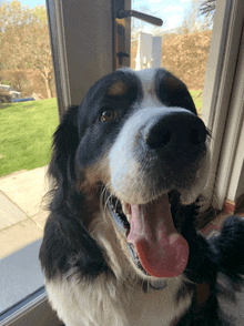 a black and white dog with its tongue out looking out a window