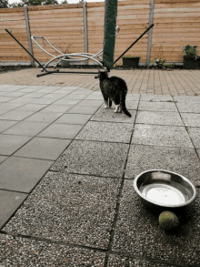 a cat standing next to a bowl of water on a patio