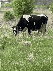 a black and white cow grazing in a field