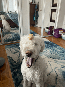 a white dog sitting in front of a mirror with a bag that says you care