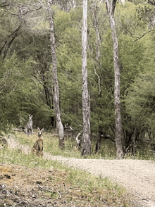 a kangaroo is standing in the middle of a lush green forest