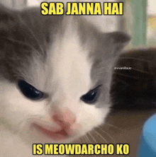 a picture of a cat with the caption sab janna hai