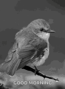 a black and white photo of a bird on a branch with the words " good morning " below it