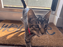 a cat is standing on a welcome mat in front of a window