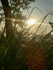 the sun is shining through the tall grass in the foreground