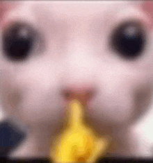 a close up of a cat holding a banana in its mouth .