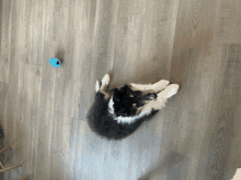 a black and white dog laying on its back on a wooden floor next to a blue ball