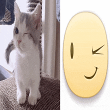 a picture of a cat next to a picture of an emoji face