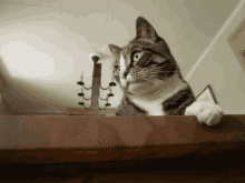 a cat sitting on a wooden table looking up at the ceiling