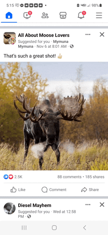 a moose is standing in a field on a facebook page titled all about moose lovers