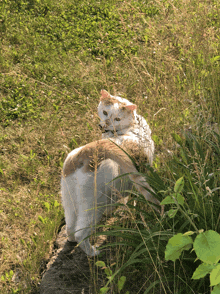 a brown and white cat laying in the grass