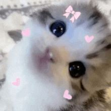 a close up of a kitten with a bow and hearts on it 's face .