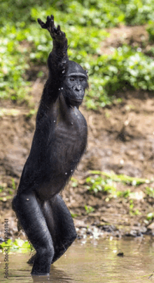 a gorilla is standing in a puddle with its arms in the air