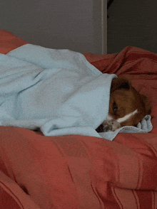 a brown and white dog wrapped in a blue blanket on a bed