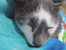 a close up of a gray and white cat sleeping on a blue blanket