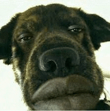 a close up of a dog 's face with a sad look on his face .