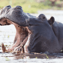 a hippopotamus with its mouth wide open in the water